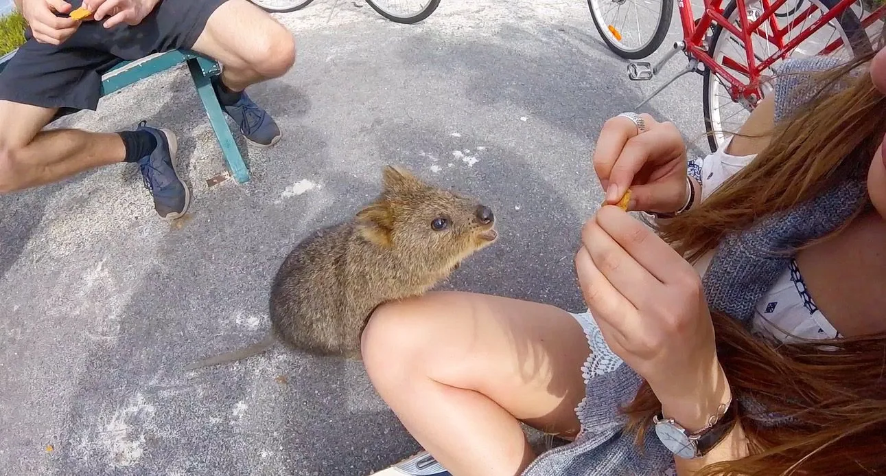 Roadtrip sur la Côte Ouest Australienne : itinéraire 5 Rencontre avec les quokkas de Rottnest Island