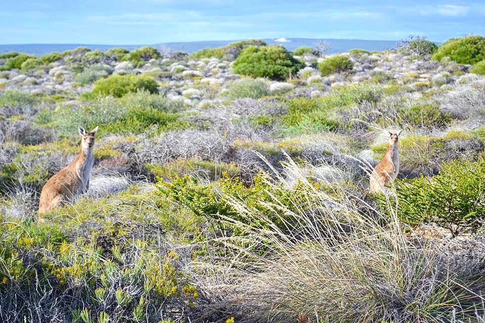 Roadtrip sur la Côte Ouest Australienne : itinéraire 9 Les paysages sur les routes australiennes