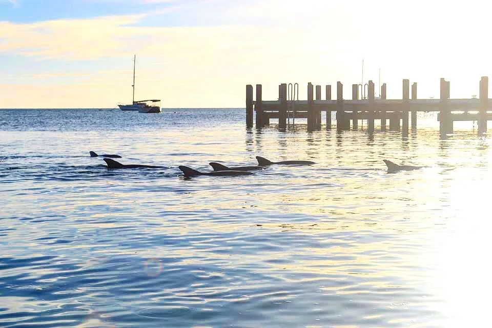 Roadtrip sur la Côte Ouest Australienne : itinéraire 13 Rencontre avec les dauphins de Monkey Mia