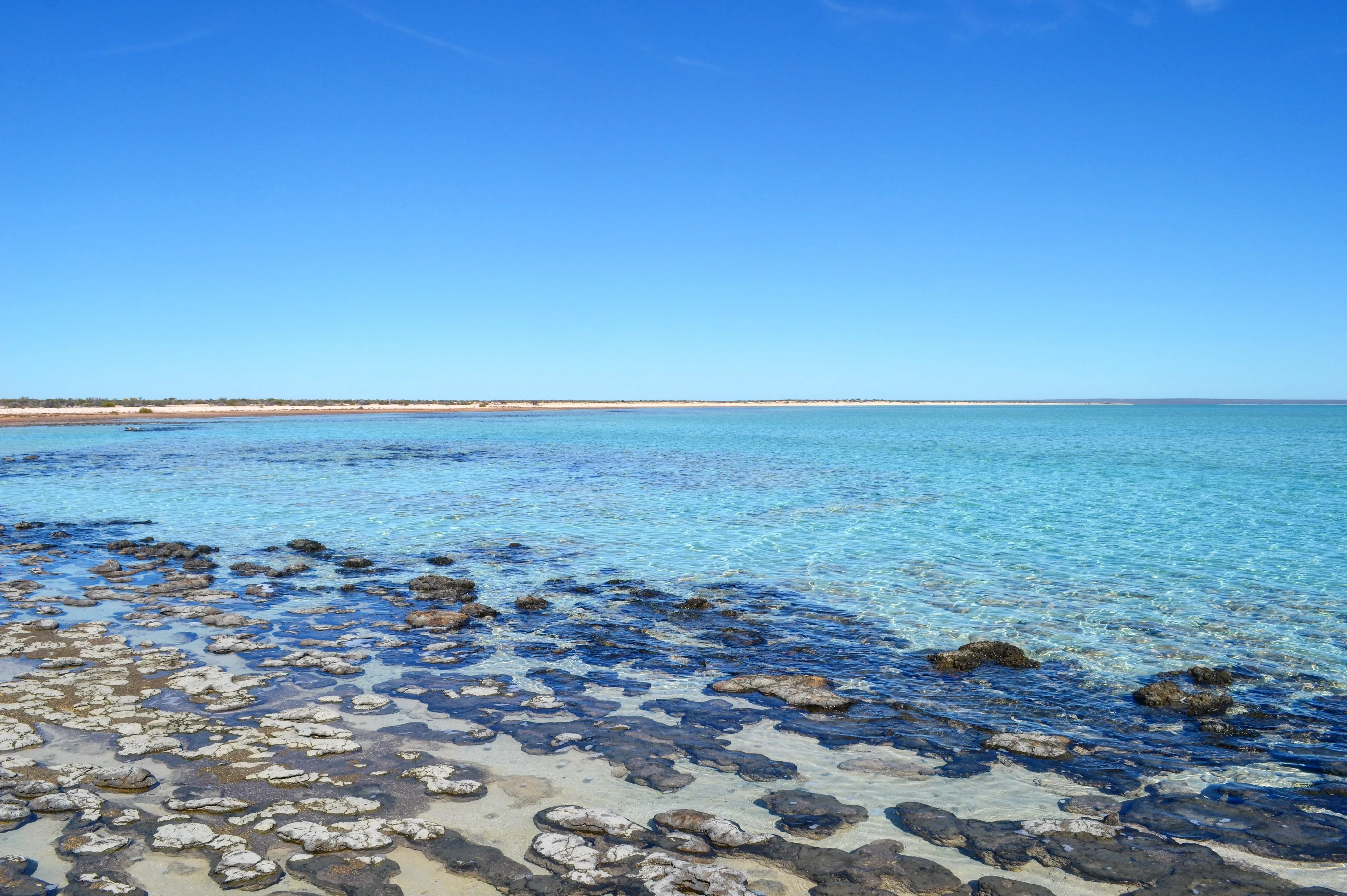 Roadtrip sur la Côte Ouest Australienne : itinéraire 15 Les Stromatolithes de Hamelin Pool à Shark Bay