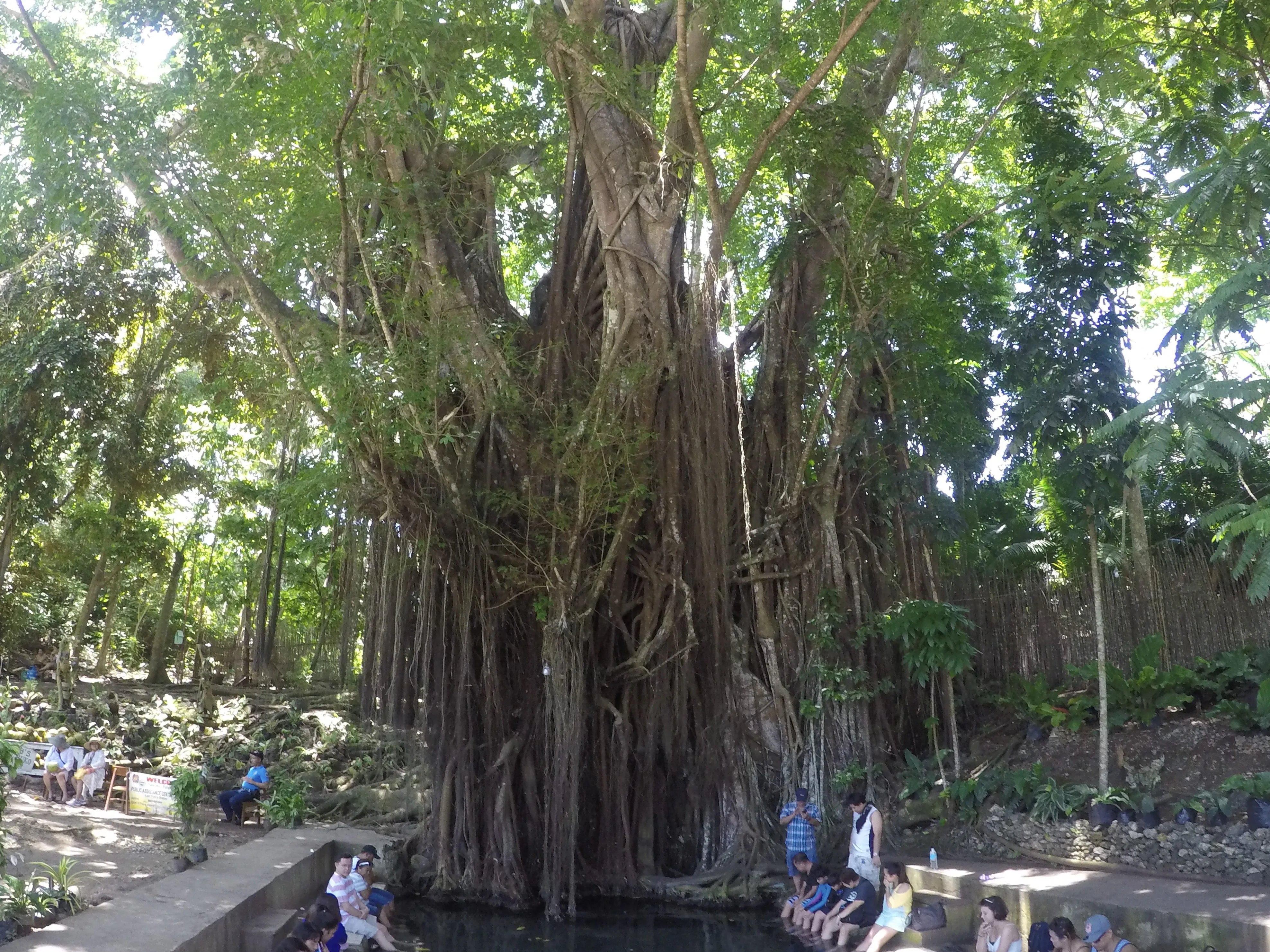 Itinéraire de 15 jours aux Philippines 12 balete tree siquijor