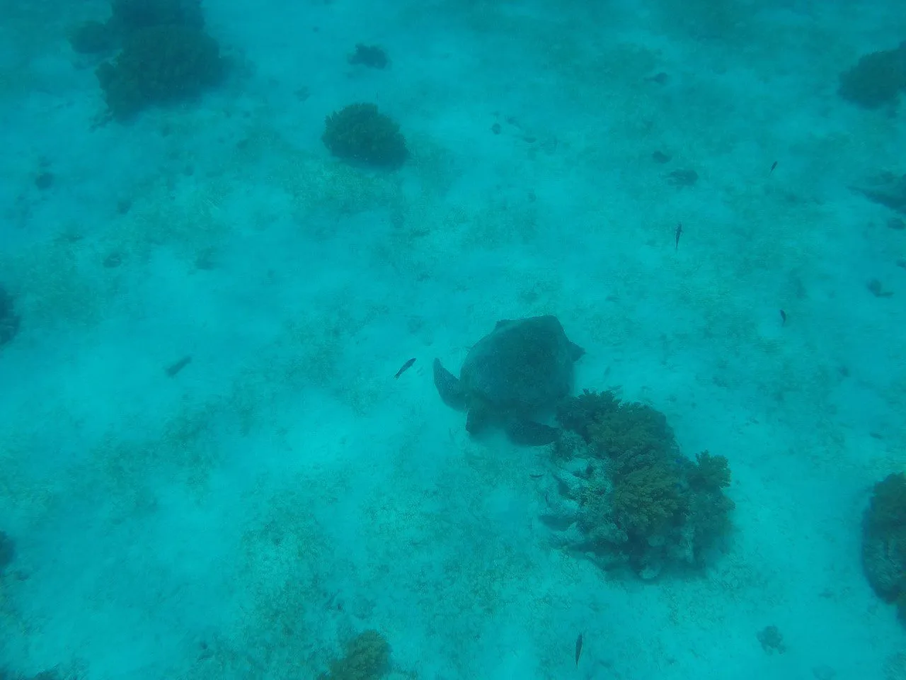 Itinéraire de 15 jours aux Philippines 9 balicasag island