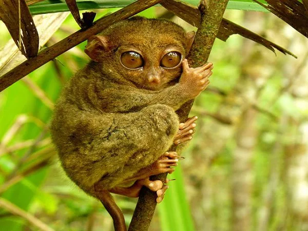 Itinéraire de 15 jours aux Philippines 6 tarsier sanctuary bohol