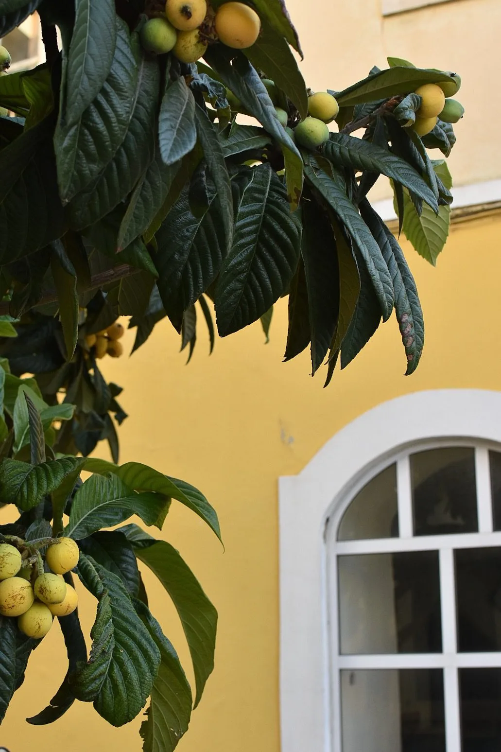 Visiter la Côte d'Algarve en 3 jours : que faire ? 3 Balade sous les citroniers du sud du Portugal