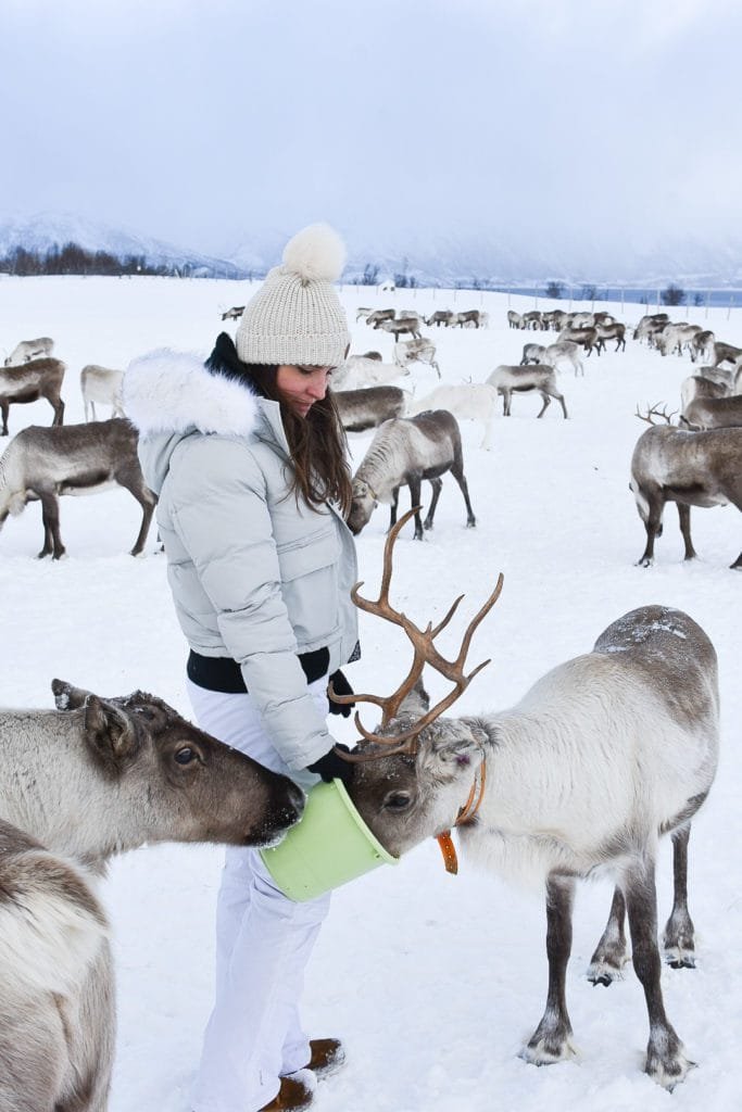 Excursion auprès des Rennes à Tromsø