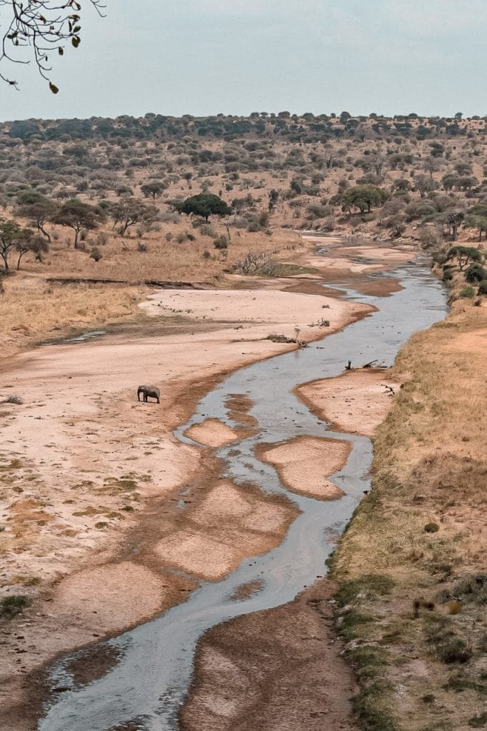 l'agence à choisir pour organiser un safari en Tanzanie