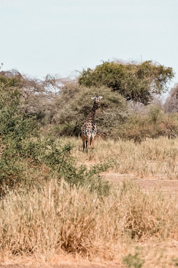 safari tanzanie sans vol