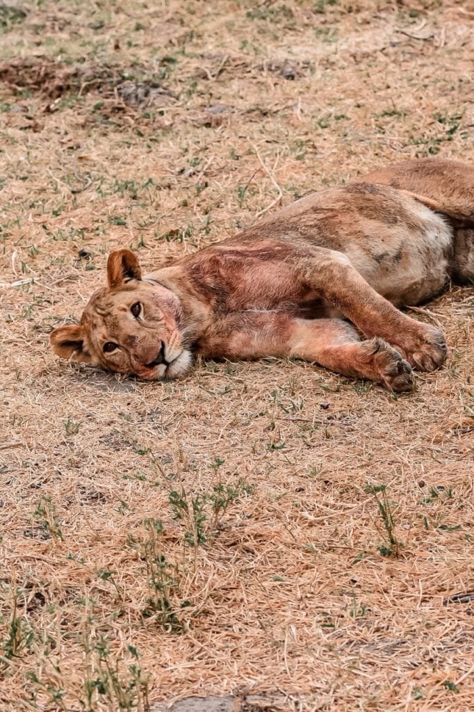 sieste d'une lionne après son repas