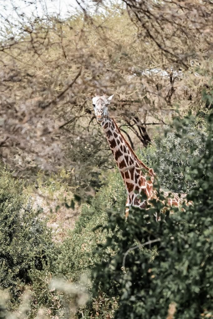 une girafe cachée dans les feuillages