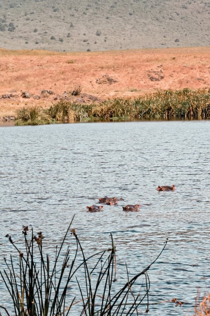 lac rempli d'hippopotames : un must-do lors d'un safari en Tanzanie