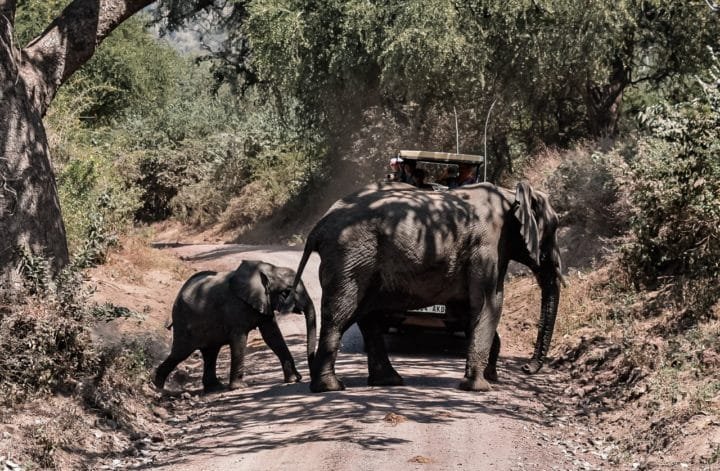 passage d'un groupe d'éléphant depuis notre Jeep lors d'un safari en Tanzanie