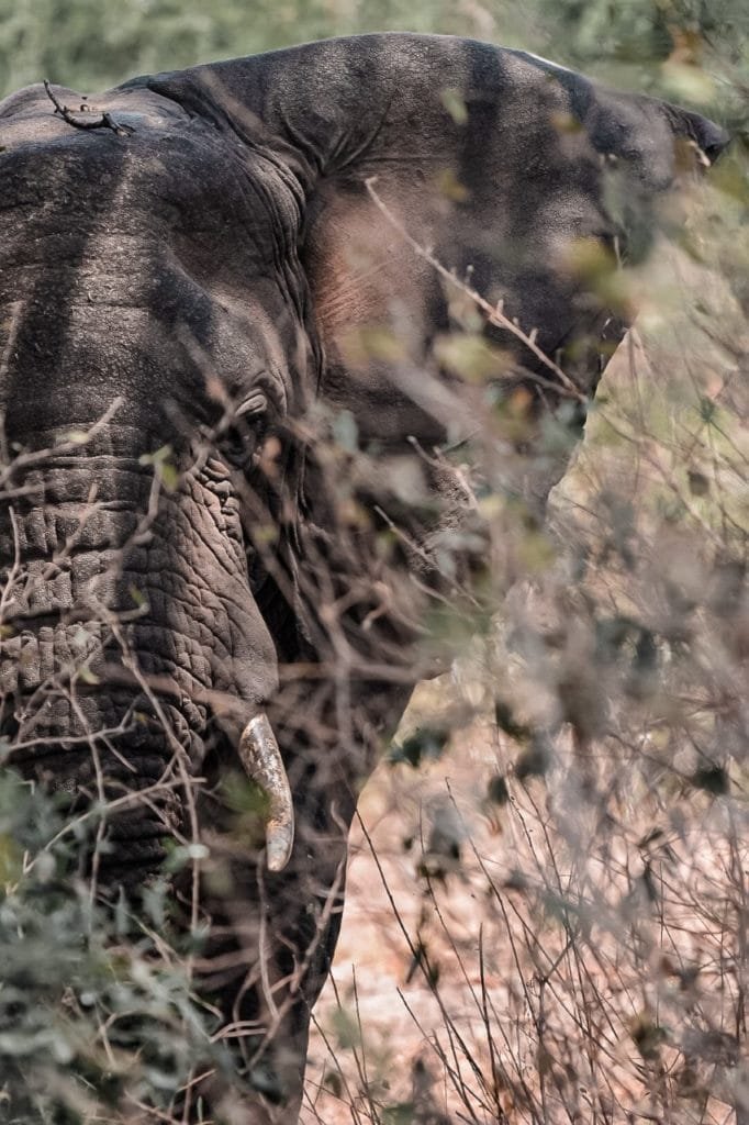 gros plan sur un éléphant au milieu de notre safari en Tanzanie