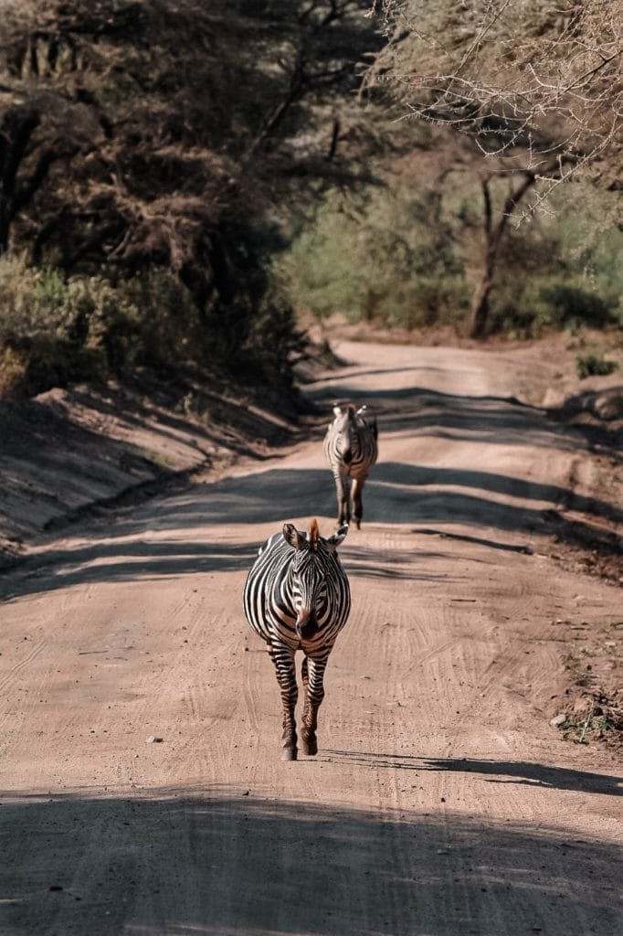 troupeau de zèbres dans la Cratère de Ngorongoro