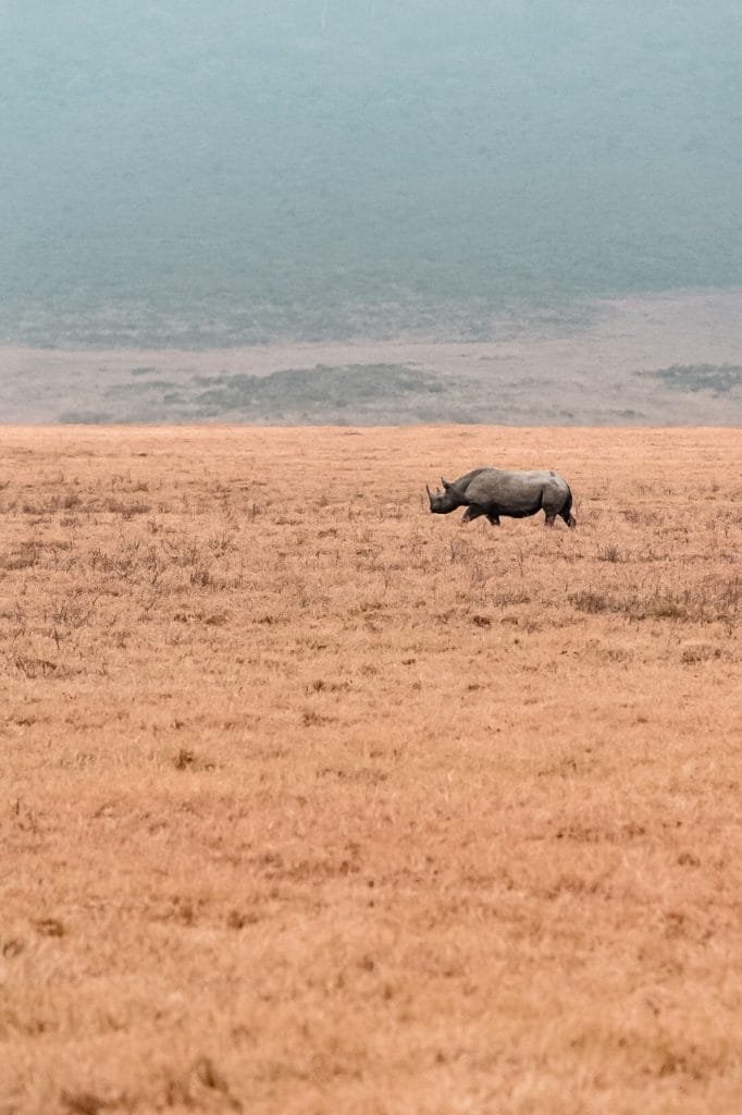 Nous avons croisé un rhinocéros noir