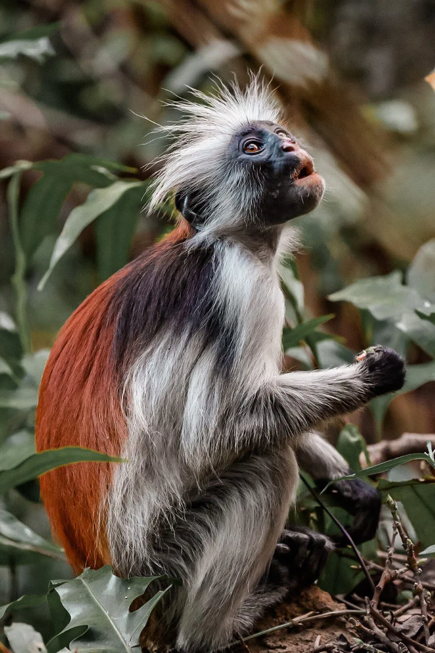 Découverte de la forêt de Jozani et ses fameux singes