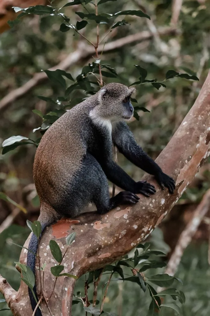 Un petit singe qui se baladait dans notre hôtel