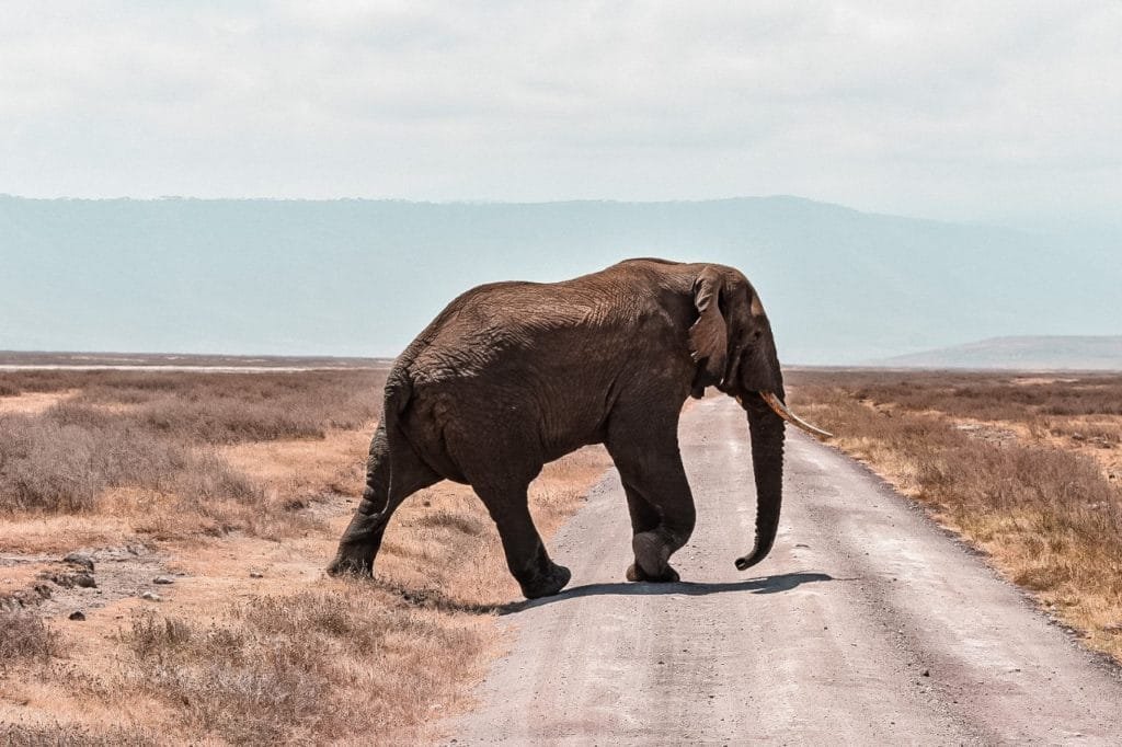 un éléphant qui traverse la savane lors d'un safari photo en Tanzanie