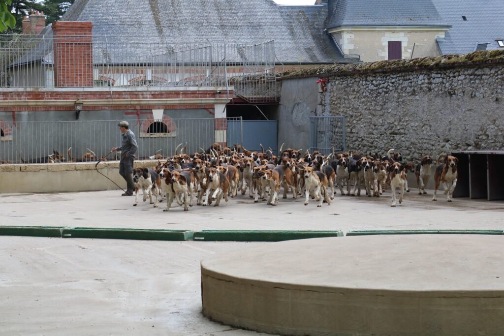 Visiter les châteaux de la Loire : itinéraire sur 2 ou 3 jours 6 chiens de chasse a cheverny