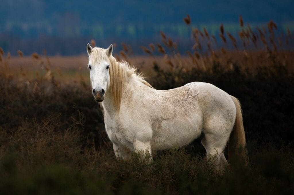 Balade à cheval typique au coeur des parcs de la Camargue