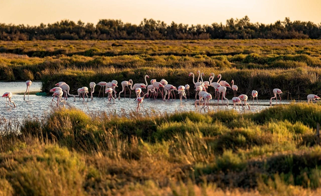 Visiter la Camargue en 2 jours : itinéraire et choses à faire 39 Visiter la Camargue en 2 jours : itinéraire et choses à faire