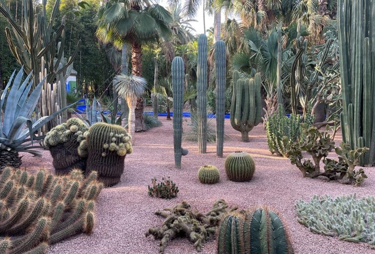 Collection de cactus géants et d’arbres tropicaux dans le jardin botanique de Majorelle