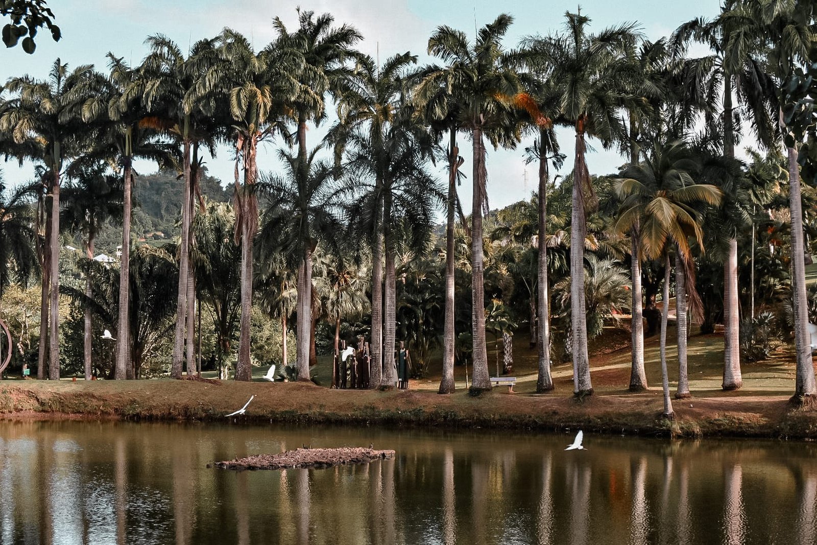 Quelle distillerie visiter en Martinique : jardins de l'une des plus belles distilleries à visiter sur l'île