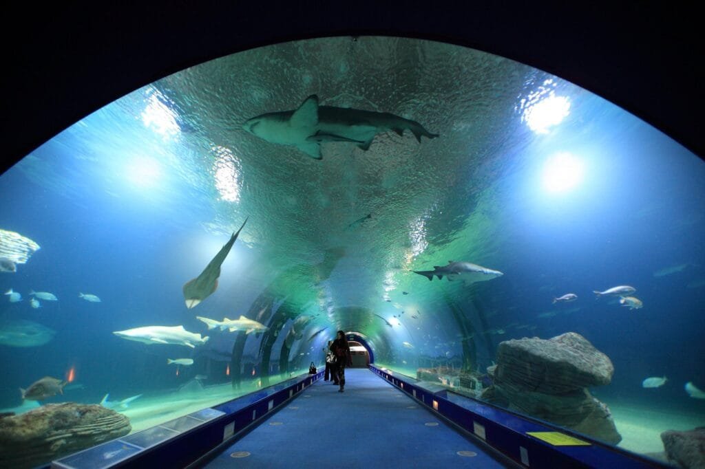 Intérieur de l’Oceanogràfic de Valence avec ses bassins et espèces uniques