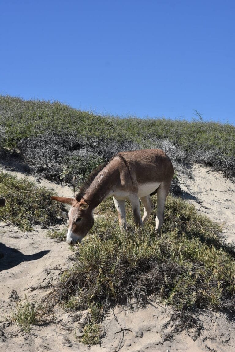 Que faire en Basse-Californie ? Les incontournables ! 8 Un âne qui borde la route entre Los Cabos
