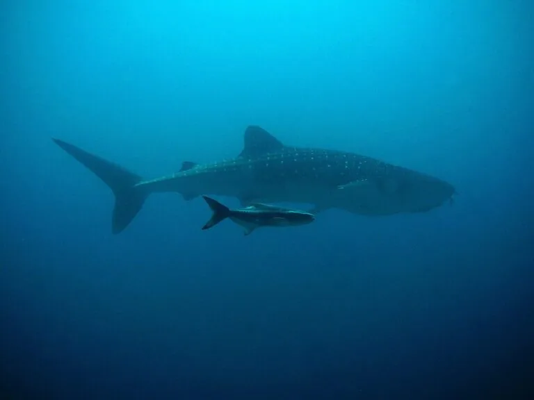 Petit poisson qui nage à côté d'un requin-baleine dans la mer de Cortez