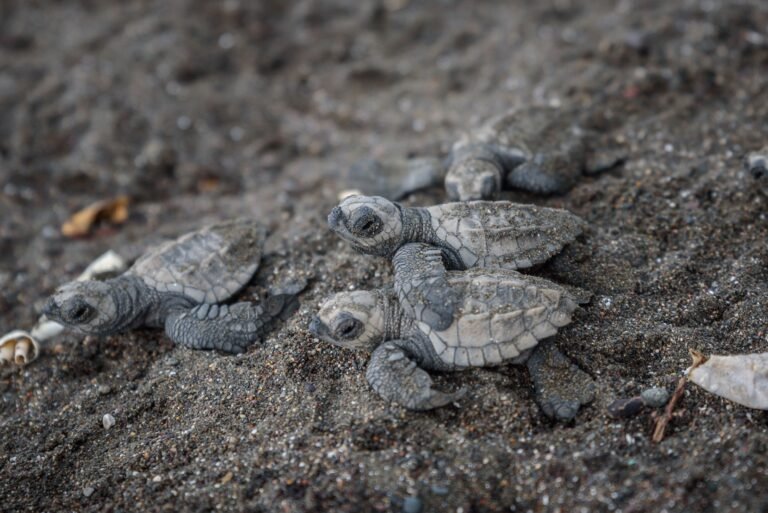 Minuscules bébés tortues marines pendant le relâchement au coucher du soleil