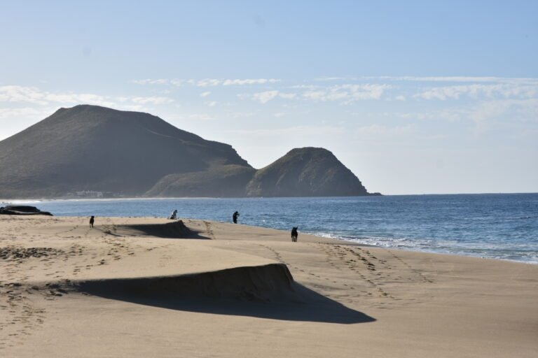Observation des baleines grises visible depuis la plage de Todos Santos