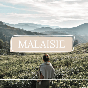 Destination la Malaisie et ses fameuses récoltes de thé