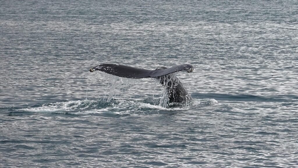 Que faire à La Paz en Basse-Californie du Sud ? Les incontournables 5 Baleine grise sautant hors de l'eau dans la mer de Cortés au large de La Paz