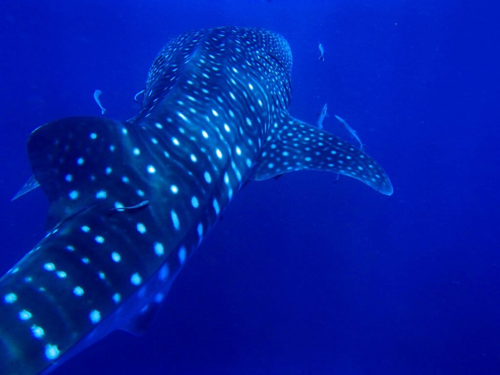 Que faire à La Paz en Basse-Californie du Sud ? Les incontournables 11 Observation d'un requin baleine dans la baie de La Paz
