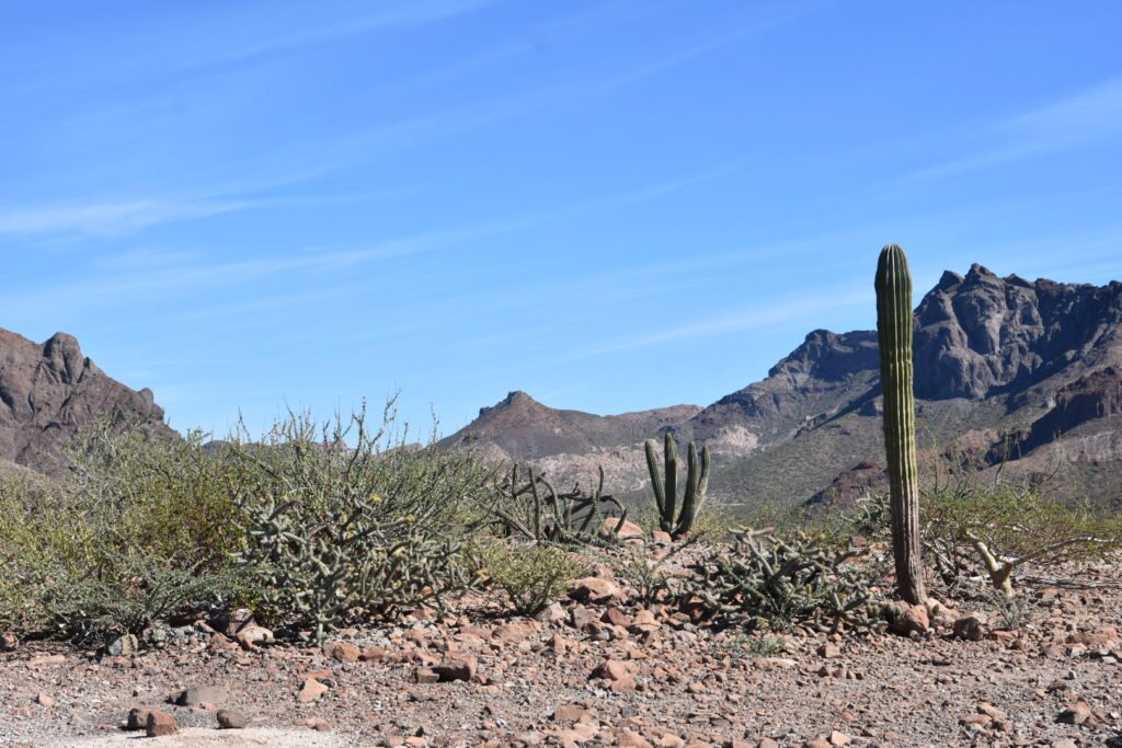 Que faire à La Paz en Basse-Californie du Sud ? Les incontournables 14 Paysage désertique entre La Paz et Todos Santos depuis la voiture de location