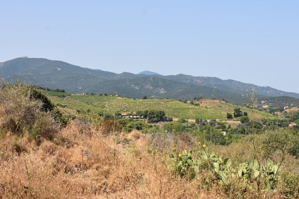 Visiter Collioure en 2 jours : guide + itinéraire 15 paysages entre montagnes et vignes sur la route pour Collioure