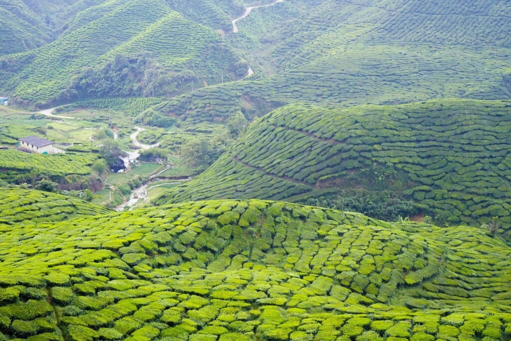 Les plantations et montagnes de Cameron Highlands vues du ciel