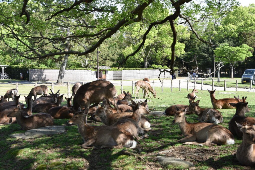 cerfs de Nara a l ombre