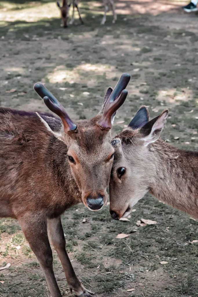 Que faire à Nara en une journée : programme + conseils 3 que faire à Nara : observer les cerfs sika en liberté