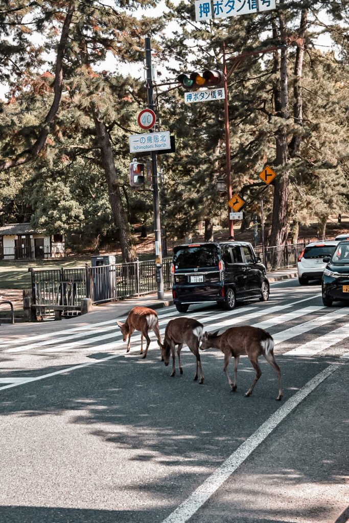Trois cerfs sika qui traversent un passage piétons à Nara