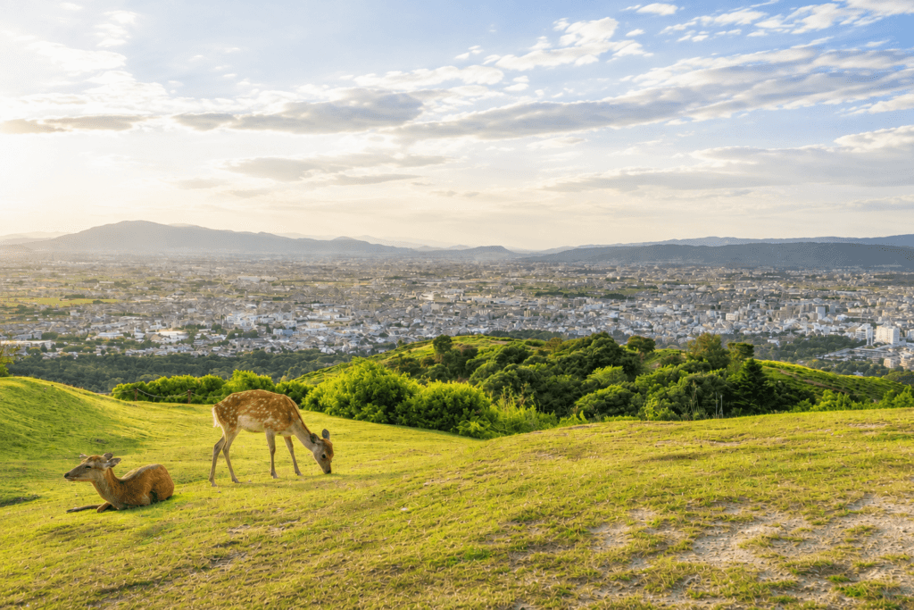 montagne nara