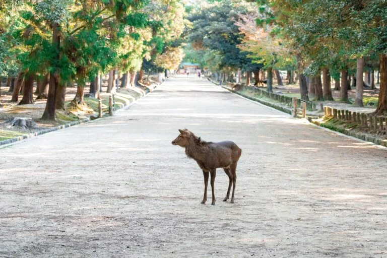 petit faon dans le parc de la ville lors de ma visite de Nara à la journée