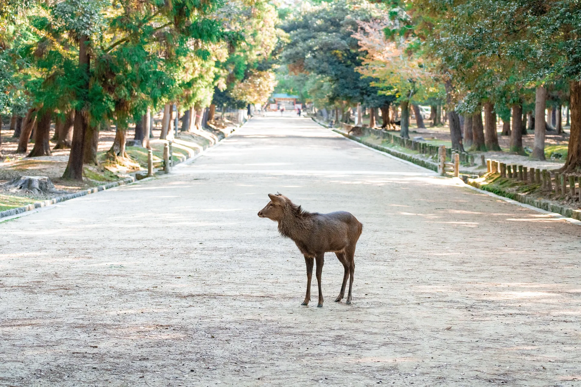 Que faire à Nara en une journée : programme + conseils 1 petit faon dans le parc de la ville lors de ma visite de Nara à la journée