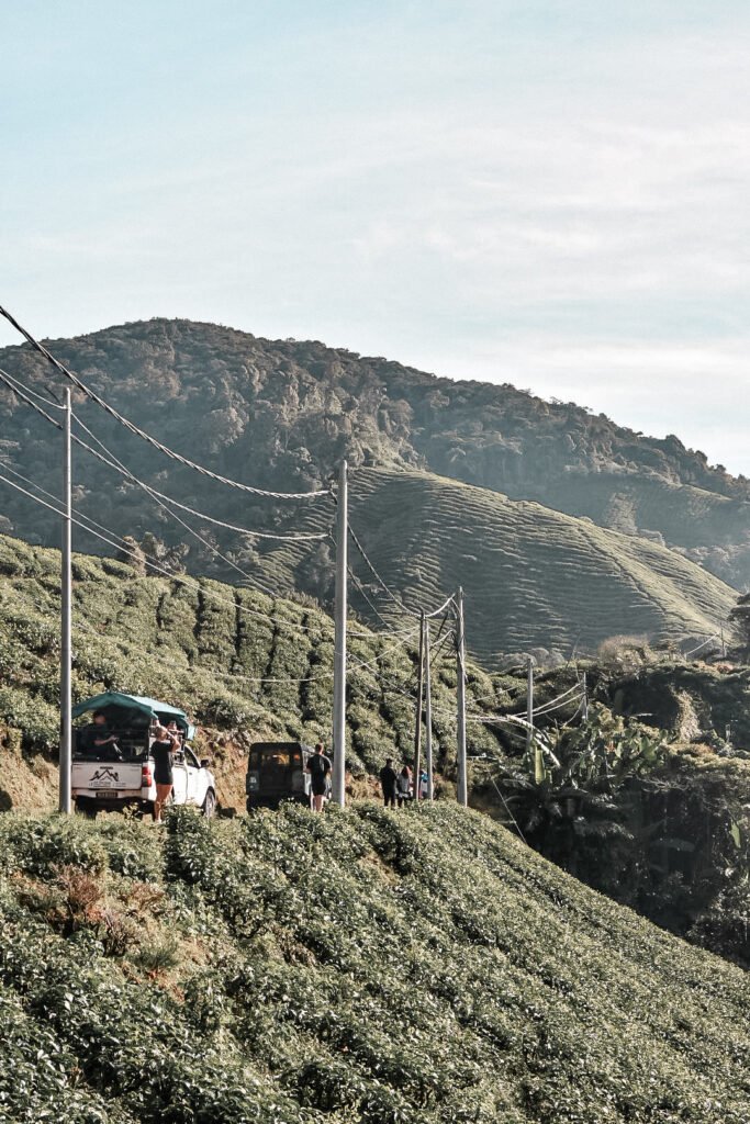 Plantations de thé vertes de Cameron Highlands en Malaisie