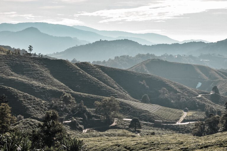 que faire à Cameron Highlands : faire la randonnée avec vue sur ces plantations de thé
