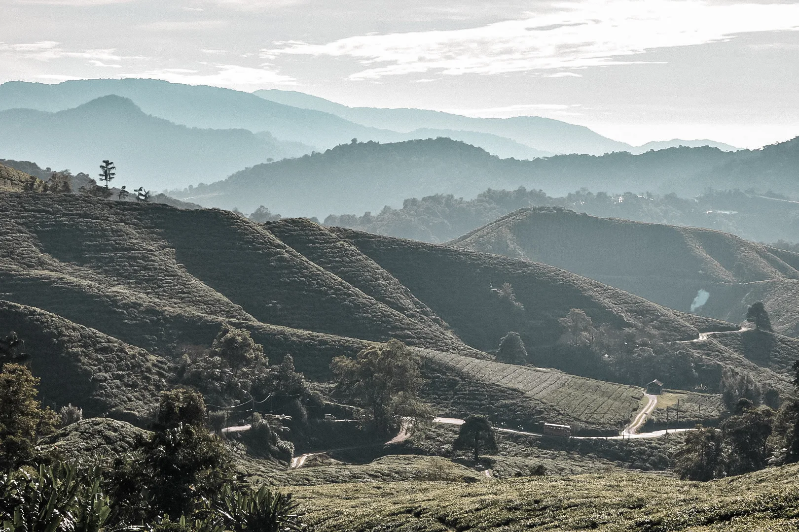 Que faire à Cameron Highlands : comment y aller, que visiter ? 21 Que faire à Cameron Highlands : comment y aller, que visiter ?