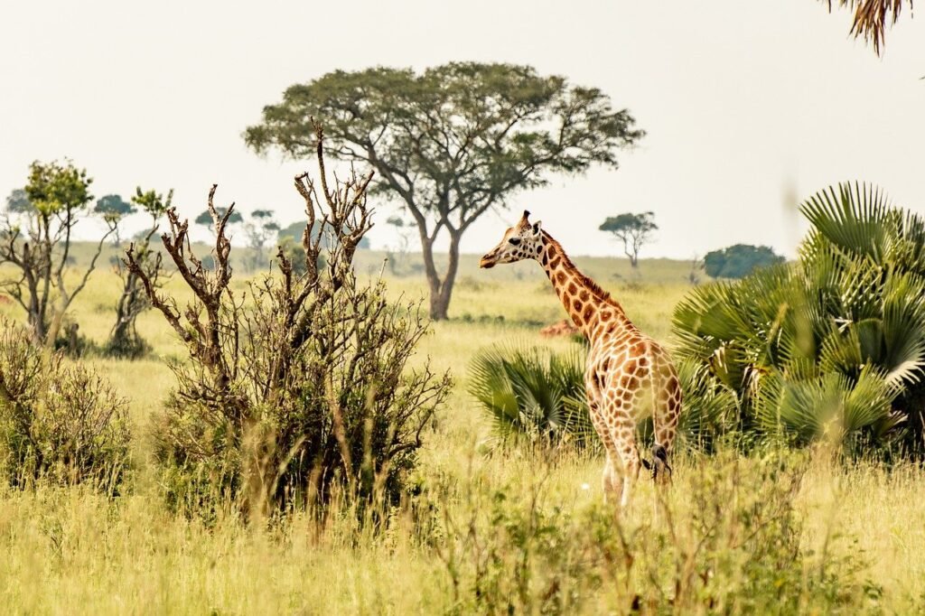 girafe lors d'un safari en Ouganda