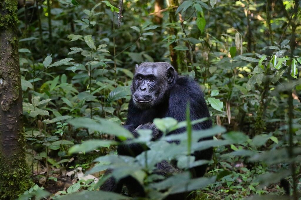 observation des gorilles en Ouganda