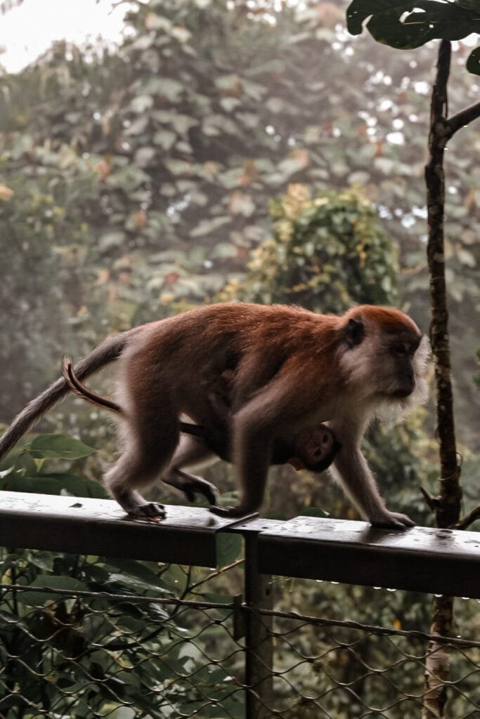 découverte de la faune et la flore à travers mon séjour de 15 jours en Malaisie