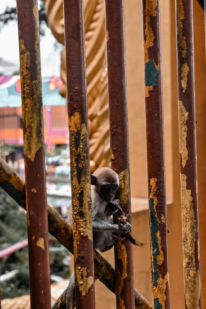 Des centaines de singes se trouvent aux Batu Caves